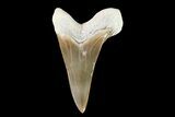 Cretaceous Shark (Cretoxyrhina) Tooth - Kansas #93795-1